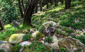 【源头直供】探寻霍山铁皮石斛正宗产地，品质保证直销渠道