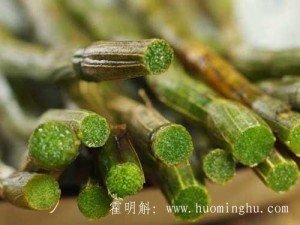 新鲜霍山石斛的价格多少钱一斤与霍山铁皮石斛鲜条吃法