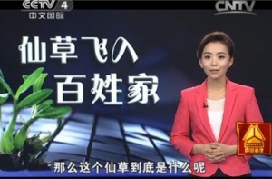 中央电视台推荐的霍山石斛哪家最好多少钱一克