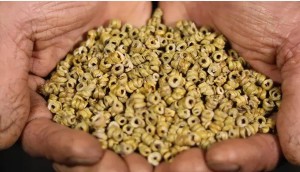 安徽霍山石斛的种植技术：深入了解石斛的种植方法和栽培要点