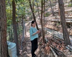 霍山石斛产地-正宗霍山铁皮石斛价格-在哪能买到正宗霍山石斛