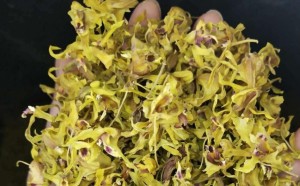 关于铁皮石斛花的秘密：预防口腔溃疡的良方