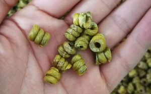 正宗霍山铁皮石斛的生长周期：探寻稀有草本植物的生命密码