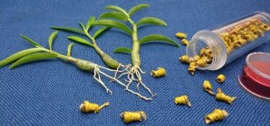 挑选适合自己的养生圣品：霍山米斛 VS 霍山铁皮石斛的区别