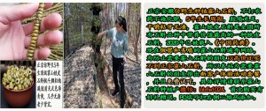 霍山李芸石斛：静谧中的健康守护者