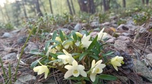 白茶石斛花泡水喝，享受健康与美丽