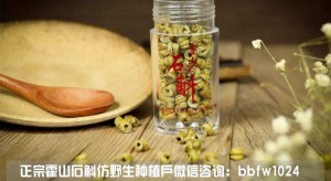 霍山铁皮石斛价格大揭秘：购买前必看的实用指南