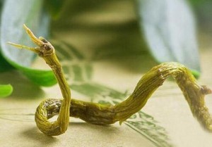 正宗霍山石斛(耳环石斛)枫斗到底是什么样的，如何分辨真假