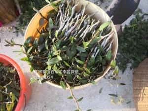 探秘霍山铁皮石斛：独特形态与绚丽花朵