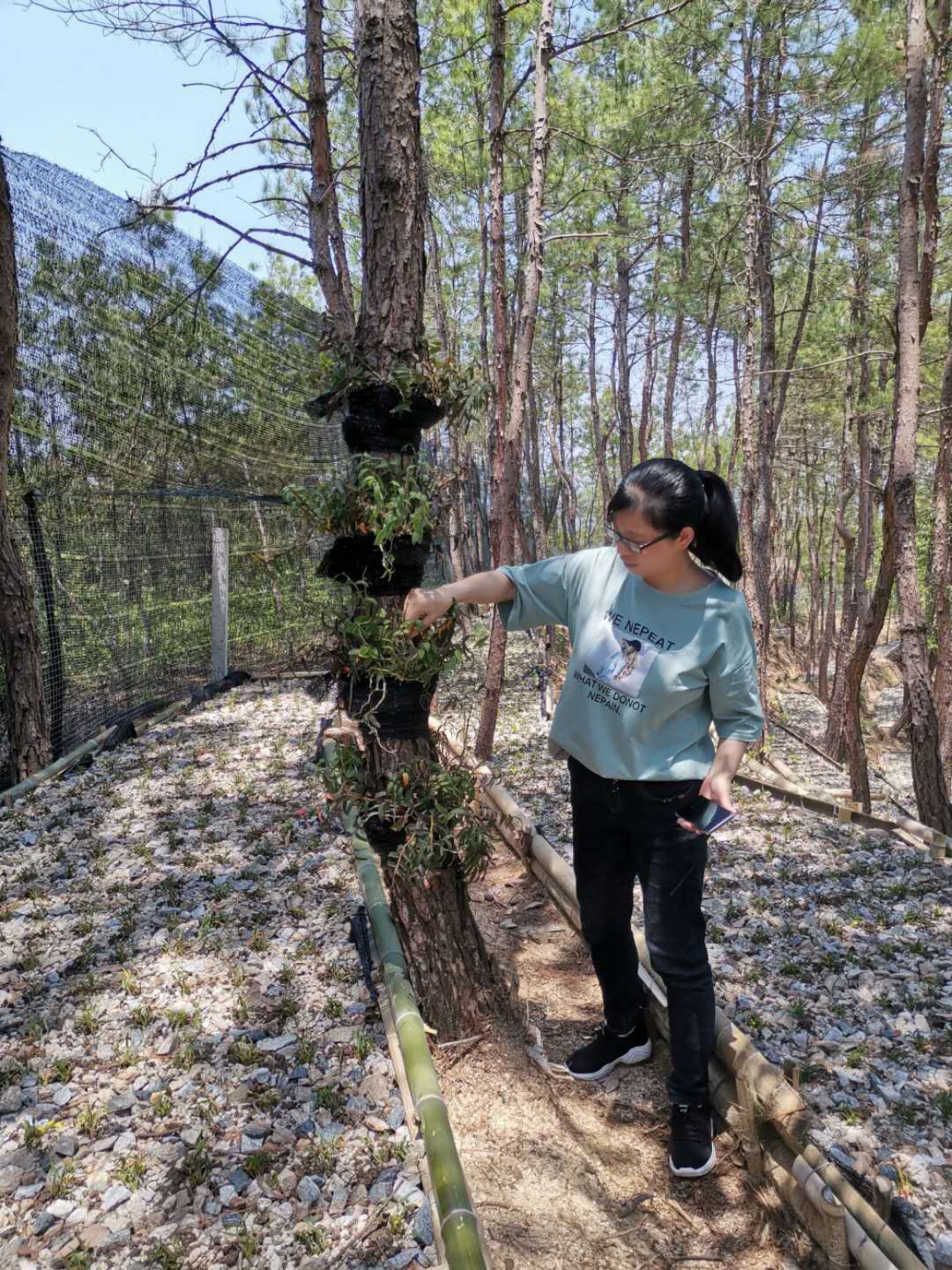 霍山当地斛农揭露铁皮石斛一斤多少钱或一克与种植生活