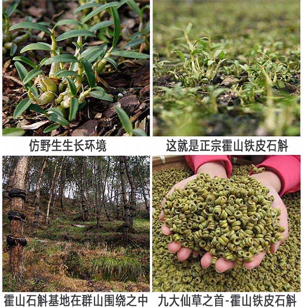 哪里能买到正宗霍山石斛-怎样才能买到正宗的霍山石斛