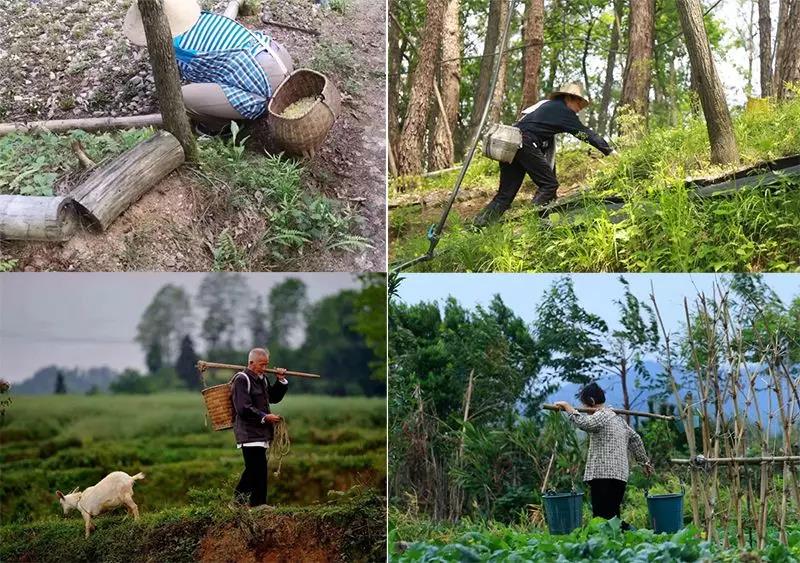 霍山铁皮石斛种植户