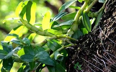 霍山铁皮5年顶级石斛自家种植自产自销