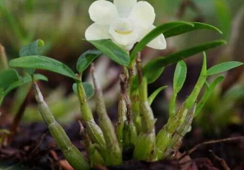 霍山铁皮石斛种植方法幼苗石斛的种植