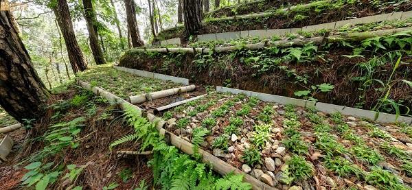 霍山野生铁皮石斛价格-安微霍山石斛苗价格-霍山石斛的价格-新鲜霍山铁皮石斛价格