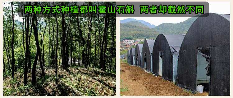 仿野生霍山石斛与大棚种植的石斛有什么区别