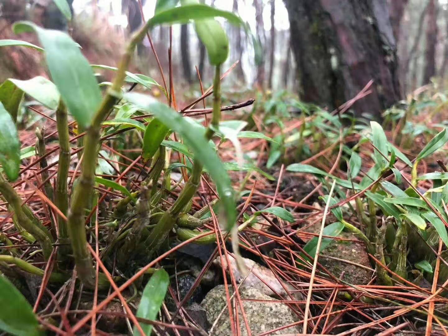 霍山铁皮石斛的功效与作用竟然在虫草之上