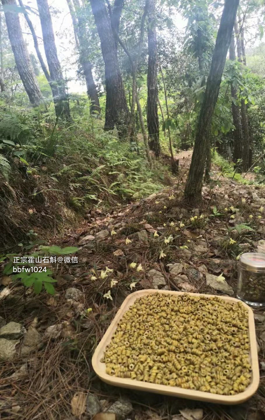 霍山铁皮石斛_霍山铁皮石斛与其他石斛有什么不同