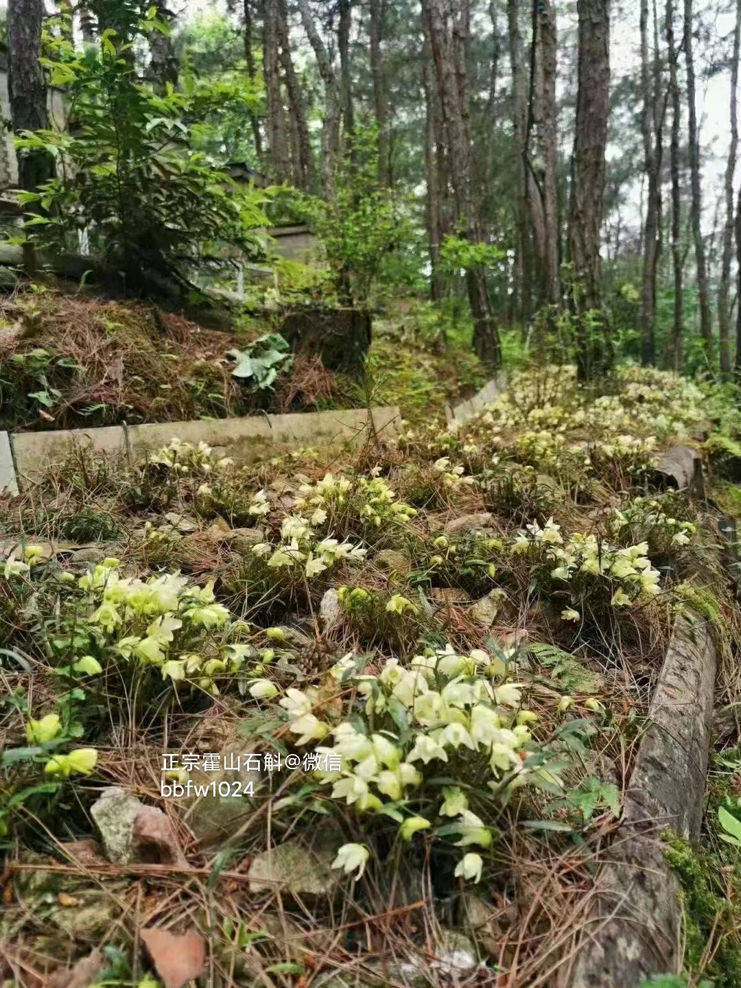 霍山铁皮石斛_哪里的石斛效果好_霍山石斛种植环境