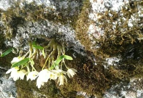 道藏 中是霍山石斛还是铁皮石斛_石斛和霍山石斛_霍山石斛的吃法