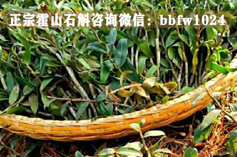 霍山铁皮石斛种植基地：美丽与收益并存