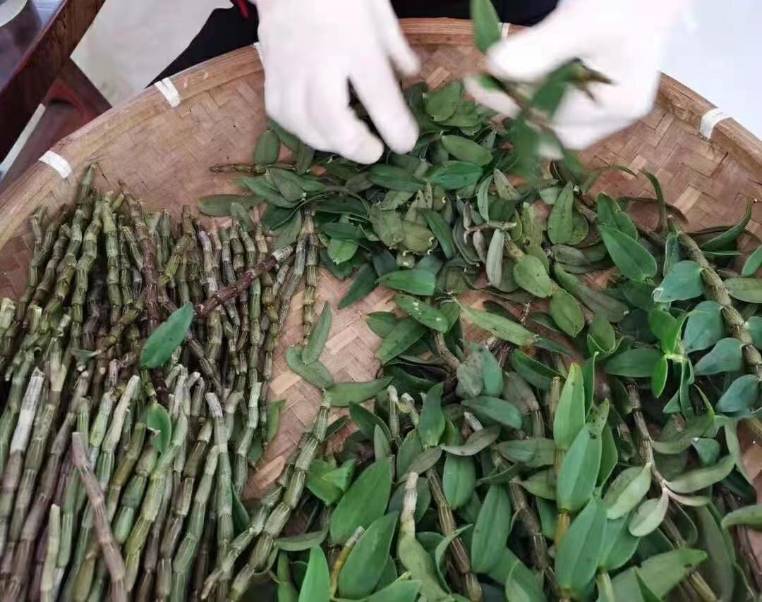 揭秘霍山铁皮石斛价格：一斤多少钱？及其惊人健康益处大公开