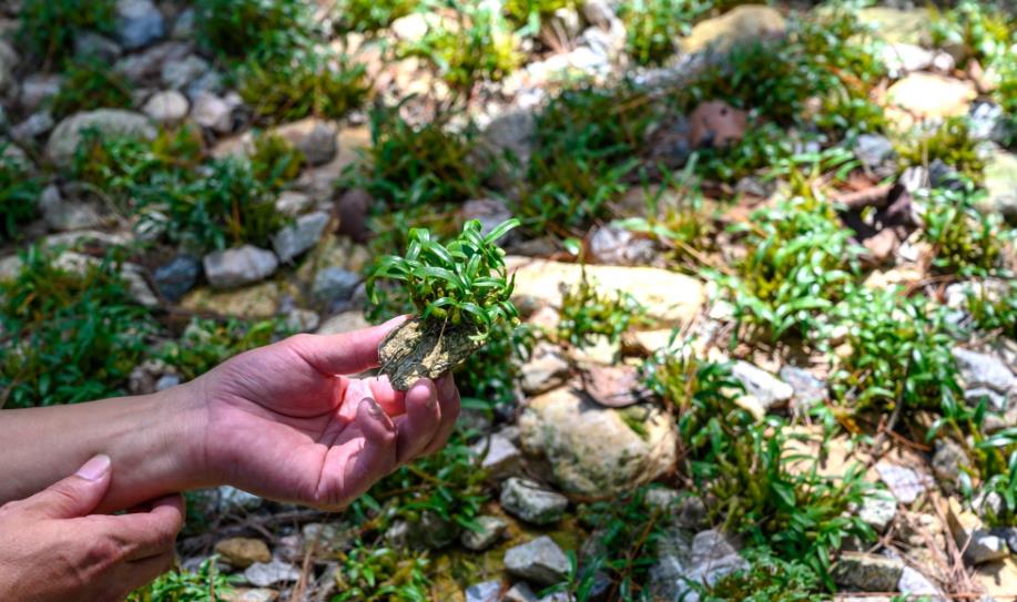 绿色种植，自然馈赠：霍山铁皮石斛的种植环境与技术揭秘
