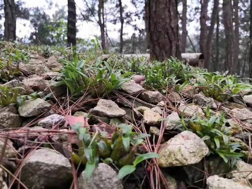 霍山石斛原浆：自然精华，滋养身心新选择