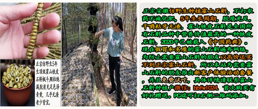 霍山李芸石斛：静谧中的健康守护者