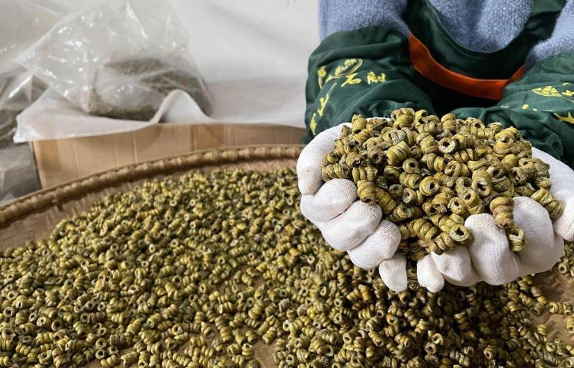 霍山李芸石斛：静谧中的健康守护者