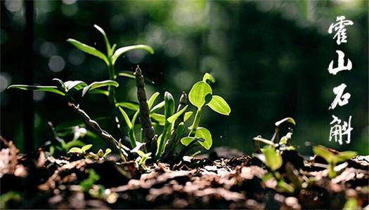 探寻铁皮石斛最佳产地：霍山当仁不让