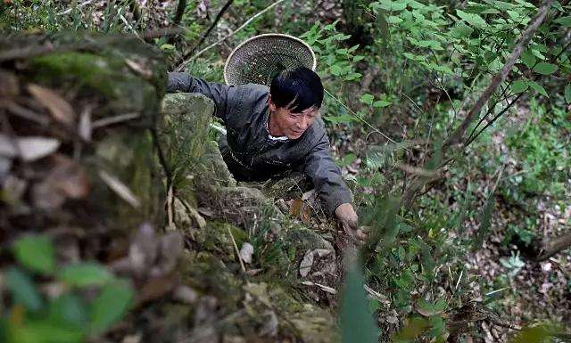 探寻铁皮石斛最佳产地：霍山当仁不让