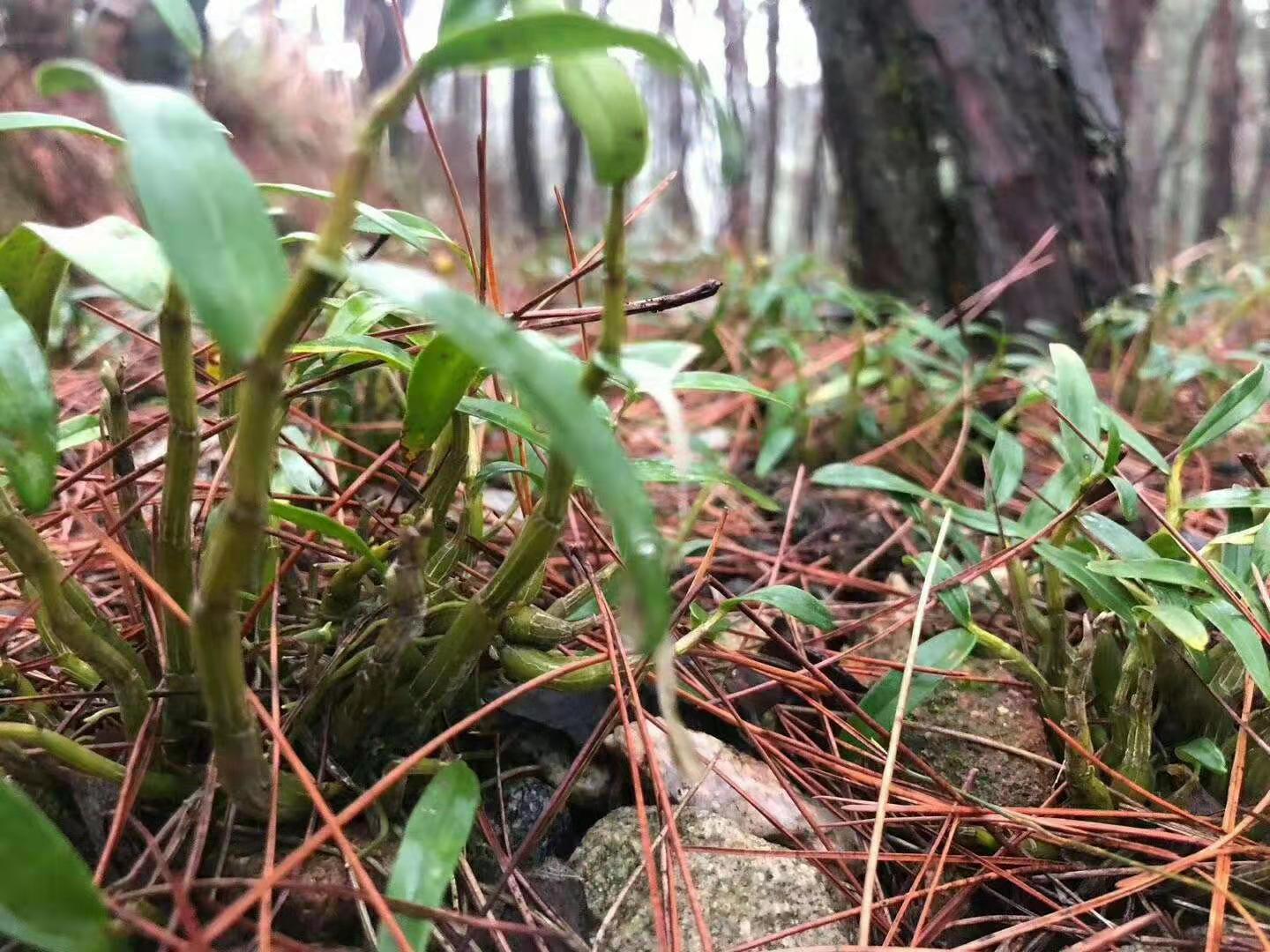 男士专属：霍山铁皮石斛的养生秘密