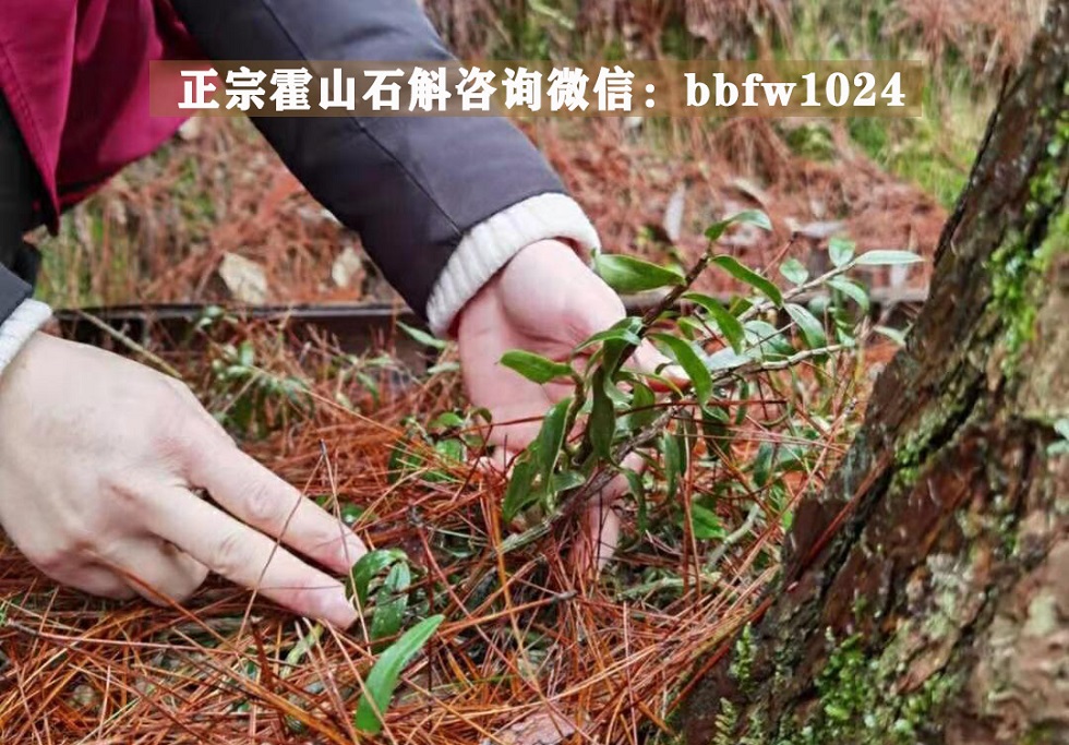 霍山石斛鲜条：功效与用法一网打尽