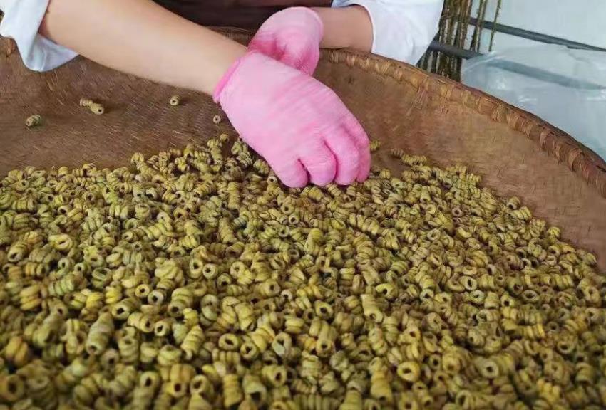 霍山铁皮石斛：绿色健康，品质生活