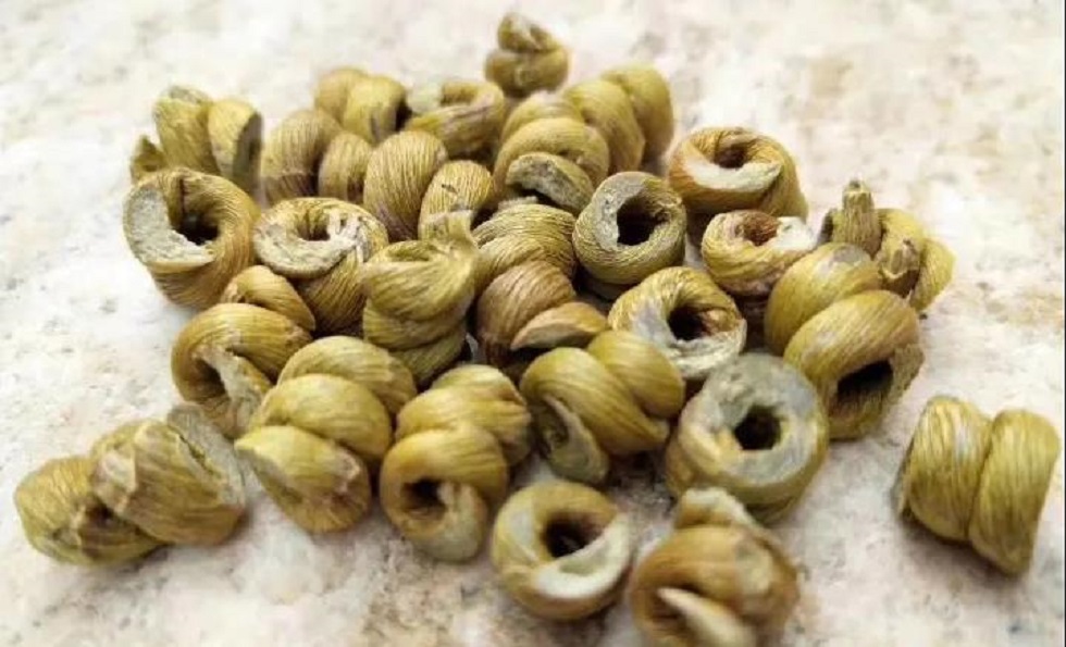 霍山铁皮石斛的种植技巧与经验分享