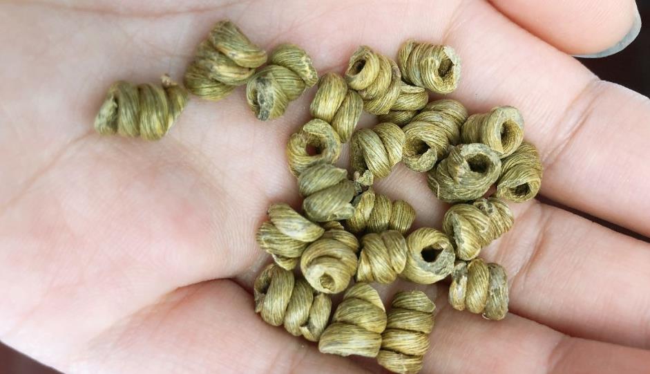 滋补之道：霍山石斛与茯苓的健脾秘诀